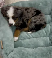 Smokey Bear, a male Australian Shepherd and Bernese Mountain Dog for sale in New Jersey, NJ – Photo 8 of 10