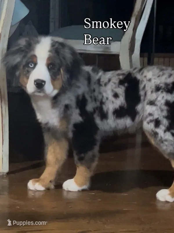 Smokey Bear – Bernese Mountain Dog puppy for sale in New Jersey, NJ
