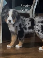 Smokey Bear, a male Bernese Mountain Dog for sale in New Jersey, NJ – Photo 1 of 10