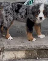 Smokey Bear, a male Australian Shepherd and Bernese Mountain Dog for sale in New Jersey, NJ – Photo 9 of 10