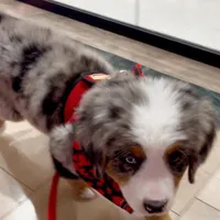 Smokey Bear, a male Australian Shepherd and Bernese Mountain Dog for sale in New Jersey, NJ – Photo 4 of 10