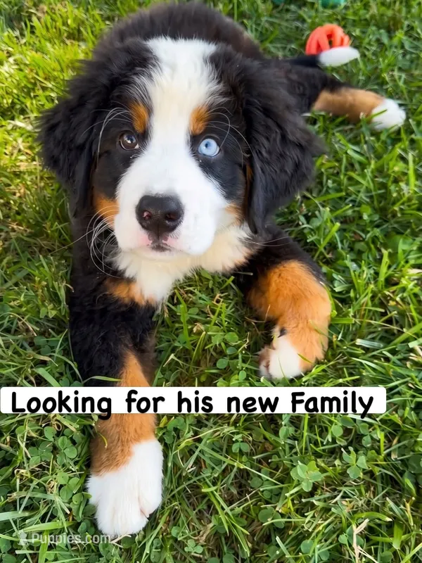 Blue  Eyed Beau Jangels  – Bernese Mountain Dog puppy for sale in New Jersey, NJ