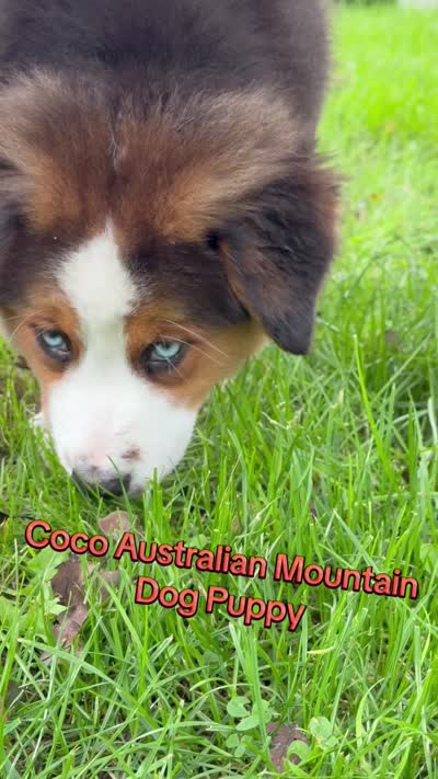 CoCo, a female Australian Shepherd and Bernese Mountain Dog for sale in New Jersey, NJ – 4 of 4