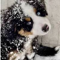 Bearcuda, a male Australian Shepherd and Bernese Mountain Dog for sale in New Jersey, NJ – Photo 2 of 10