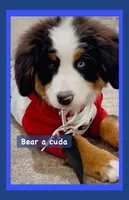 Bearcuda, a male Australian Shepherd and Bernese Mountain Dog for sale in New Jersey, NJ – Photo 9 of 10