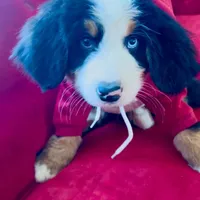 Bearcuda, a male Australian Shepherd and Bernese Mountain Dog for sale in New Jersey, NJ – Photo 8 of 10