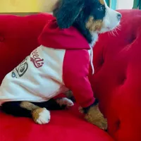 Bearcuda, a male Australian Shepherd and Bernese Mountain Dog for sale in New Jersey, NJ – Photo 6 of 10