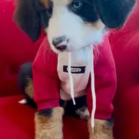 Bearcuda, a male Australian Shepherd and Bernese Mountain Dog for sale in New Jersey, NJ – Photo 4 of 10