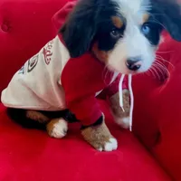 Bearcuda, a male Australian Shepherd and Bernese Mountain Dog for sale in New Jersey, NJ – Photo 5 of 10