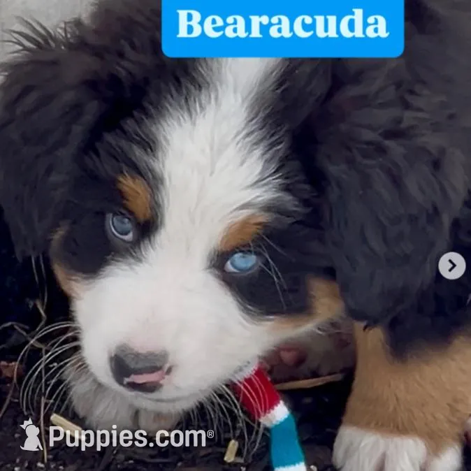 Bearcuda