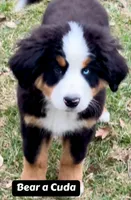 Bearcuda, a male Australian Shepherd and Bernese Mountain Dog for sale in New Jersey, NJ – Photo 10 of 10