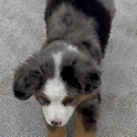 Balu, a male Australian Shepherd and Bernese Mountain Dog for sale in New Jersey, NJ – Photo 4 of 9