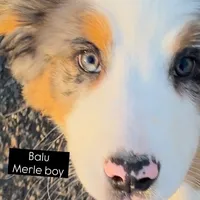 Balu, a male Australian Shepherd and Bernese Mountain Dog for sale in New Jersey, NJ – Photo 9 of 9