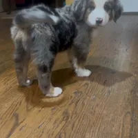 Balu, a male Australian Shepherd and Bernese Mountain Dog for sale in New Jersey, NJ – Photo 5 of 9