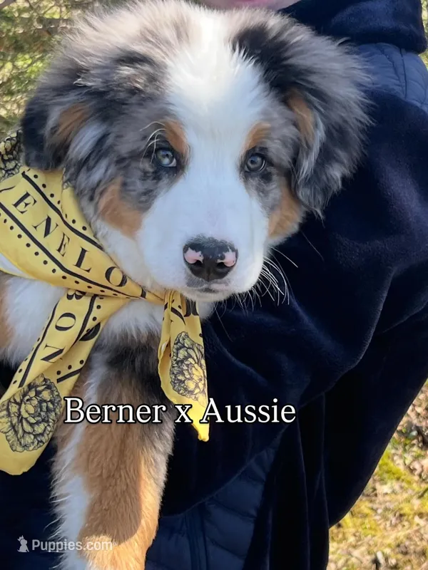 Balu – Bernese Mountain Dog puppy for sale in New Jersey, NJ