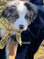 Balu, a male Bernese Mountain Dog for sale in New Jersey, NJ – Photo 1 of 10