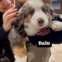 Balu, a male Australian Shepherd and Bernese Mountain Dog for sale in New Jersey, NJ – Photo 8 of 9