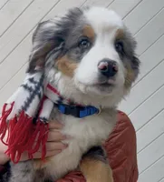 Balu, a male Bernese Mountain Dog for sale in New Jersey, NJ – Photo 2 of 10