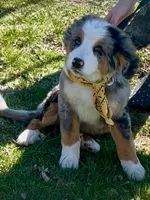 Balu, a male Bernese Mountain Dog for sale in New Jersey, NJ – Photo 3 of 10