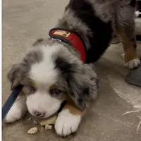 Balu, a male Australian Shepherd and Bernese Mountain Dog for sale in New Jersey, NJ – Photo 6 of 9