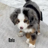 Balu, a male Australian Shepherd and Bernese Mountain Dog for sale in New Jersey, NJ – Photo 3 of 9