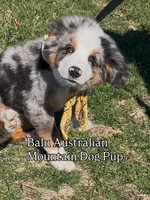 Balu, a male Bernese Mountain Dog for sale in New Jersey, NJ – Photo 8 of 10