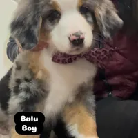 Balu, a male Australian Shepherd and Bernese Mountain Dog for sale in New Jersey, NJ – Photo 7 of 9