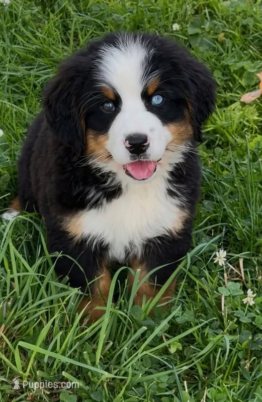 Baby Beau  Bear -  Blue Eyed – Bernese Mountain Dog puppy for sale in New Jersey, NJ