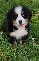 Baby Beau  Bear -  Blue Eyed, a male Bernese Mountain Dog for sale in New Jersey, NJ – 1 of 2