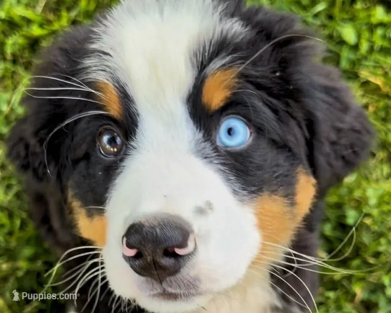 Baby Beau  Bear -  Blue Eyed – Bernese Mountain Dog puppy for sale in New Jersey, NJ