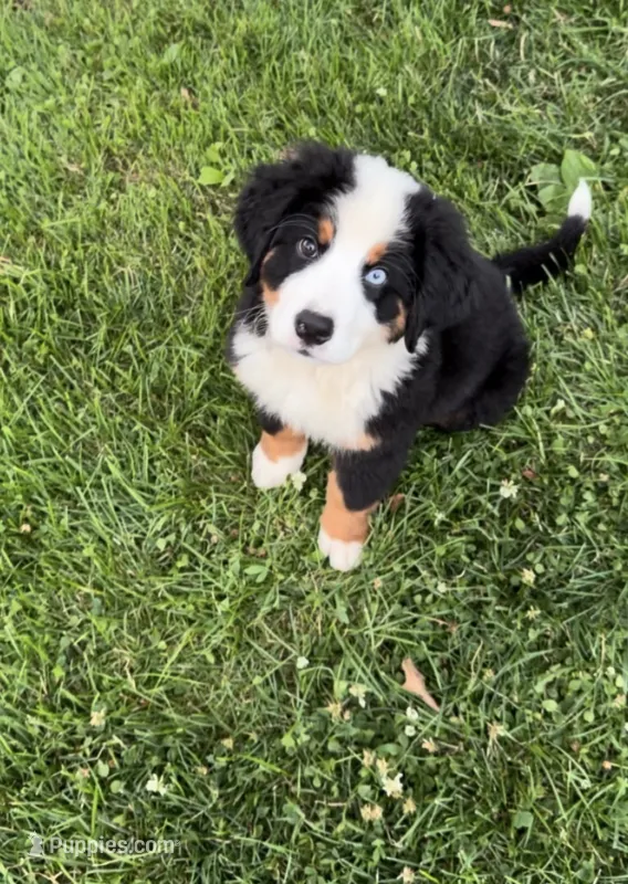 Beau Jangels  – Bernese Mountain Dog puppy for sale in New Jersey, NJ