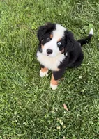 Blue  Eyed Beau Jangels , a male Bernese Mountain Dog for sale in New Jersey, NJ – 3 of 5