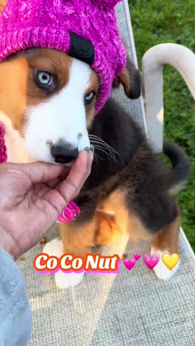 Co Co, a female Australian Shepherd and Bernese Mountain Dog for sale in New Jersey, NJ – 3 of 5