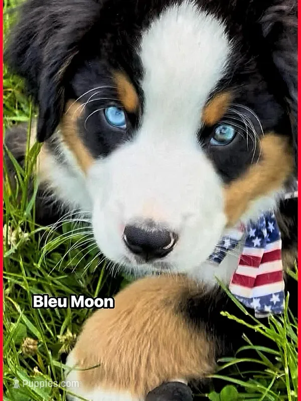 Bleu Moon – Bernese Mountain Dog puppy for sale in New Jersey, NJ