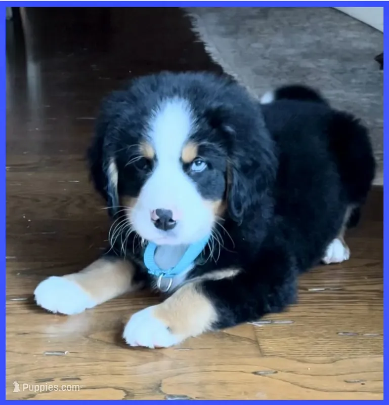 Woodrow – Bernese Mountain Dog puppy for sale in New Jersey, NJ