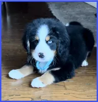 Woodrow, a male Bernese Mountain Dog for sale in New Jersey, NJ – 1 of 1