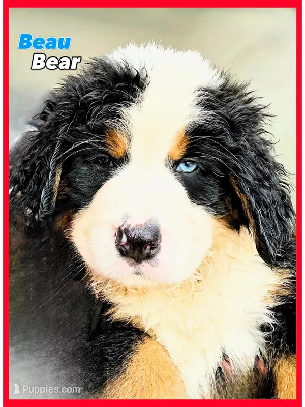 Beau  Bear Blue Eyed – Bernese Mountain Dog puppy for sale in New Jersey, NJ