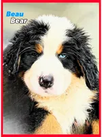 Beau  Bear Blue Eyed, a male Bernese Mountain Dog for sale in New Jersey, NJ – 1 of 1