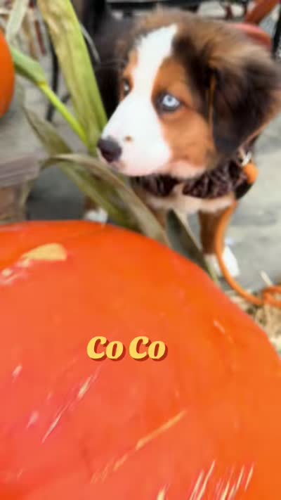 Co Co, a female Australian Shepherd and Bernese Mountain Dog for sale in New Jersey, NJ – 4 of 5