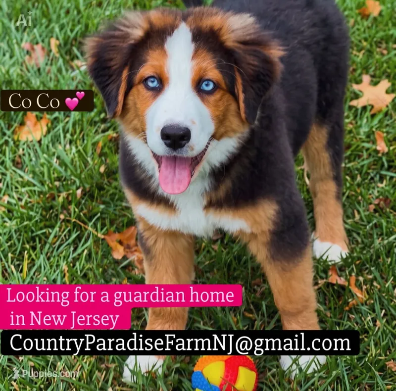 Co Co – Bernese Mountain Dog puppy for sale in New Jersey, NJ