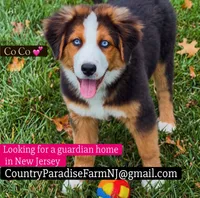 Co Co, a female Bernese Mountain Dog for sale in New Jersey, NJ – 1 of 1
