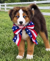 CoCo, a female Australian Shepherd and Bernese Mountain Dog for sale in New Jersey, NJ – 1 of 4