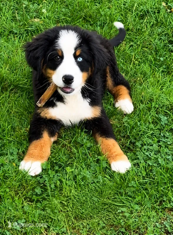 Baby Beau  Bear -  Blue Eyed – Bernese Mountain Dog puppy for sale in New Jersey, NJ