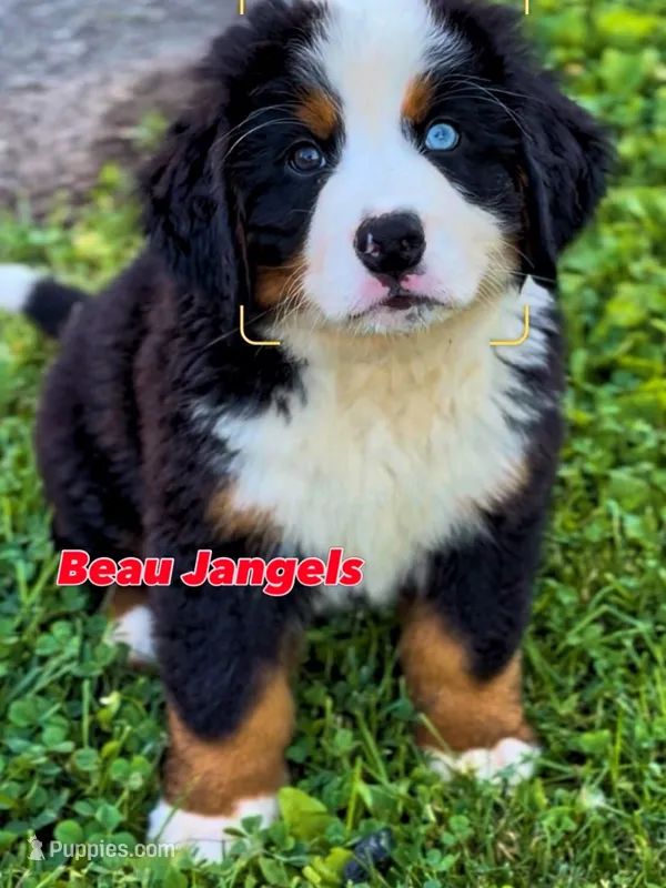 Beau Jangels  – Bernese Mountain Dog puppy for sale in New Jersey, NJ