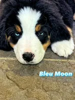 Bleu Moon, a male Bernese Mountain Dog for sale in New Jersey, NJ – 2 of 2