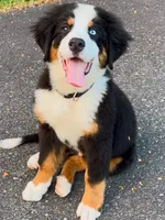 Blue Eyed Bernese, a male Bernese Mountain Dog for sale in New Jersey, NJ – 2 of 4