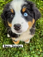 Blue  Eyed Beau Jangels , a male Bernese Mountain Dog for sale in New Jersey, NJ – 2 of 5