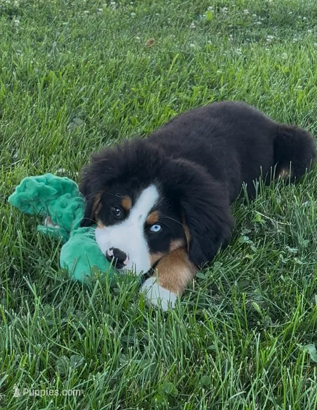 Woodrow – Bernese Mountain Dog puppy for sale in New Jersey, NJ