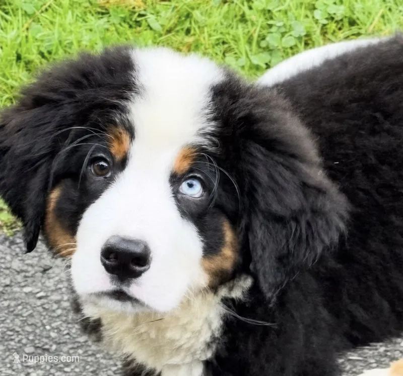 Blue  Eyed Beau Jangels  – Bernese Mountain Dog puppy for sale in New Jersey, NJ