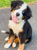 Blue Eyed Bernese, a male Bernese Mountain Dog for sale in New Jersey, NJ – 4 of 4